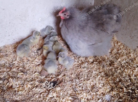 Lavender Pekin hen and 10 chicks