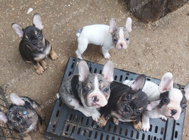 French bulldog puppies