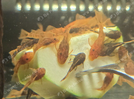 Calico plecos looking for new waters