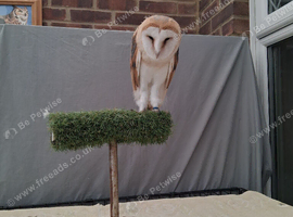 Barn owls