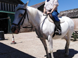 Beautiful 14.2hh Few Spot Appaloosa for share