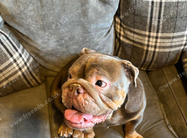 English bulldog beau