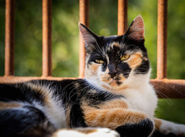 Looking for a Calico kitten