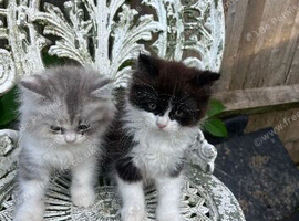 Gorgeous Persian mix kittens.