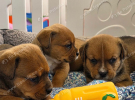 Boxer x Rottweiler (Boxweiler)