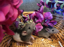Beautiful Fancy rats