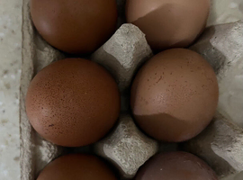 Fertile Chicken Hatching Eggs