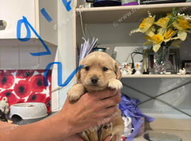 Puppies available 5th August