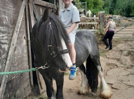 Lovely cob here mother and daughter pony