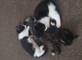 8 week old male kittens