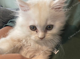 Chinchilla Persian cross
