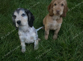Gorgeous KC Show cocker spaniel