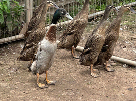 Indian runner ducks