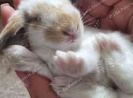 Bunnys