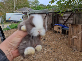 1 chocolate mini lop boy 1 harlequin girl