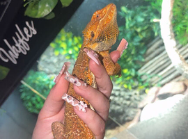 Waffles (male bearded dragon) + setup
