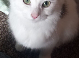 3 beautiful cats/kittens