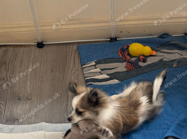 Pomchi boy for sale