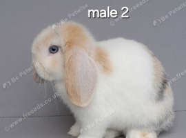 Beautiful mini lop rabbits ready now