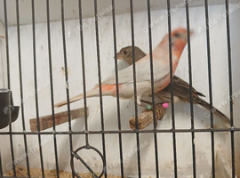 Opal Mexican house finches for sale.