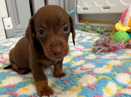 Dinky puppy
