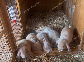 Baby boy rabbits for sale