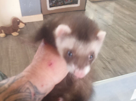 For sale  ferret cross polecat