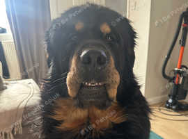 Ready for stud Black and Tan Tibetan mastiff