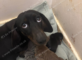 4 mini dachshund boys for sale