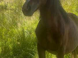 Super welsh section a yearling filly