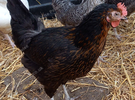 Black rock pullets 16to18 weeks