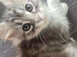 Kitties
