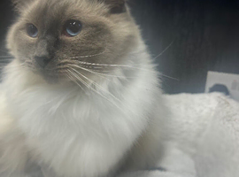 Handsome Full Pedigree Ragdoll Boy