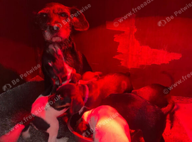 Beautiful litter looking for there forever homes