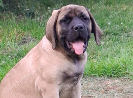 LAST GIRL!!! English Mastiff