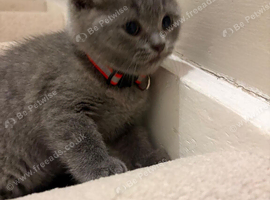 British shorthair kittens