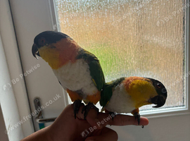 Supertame caique
