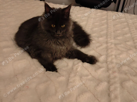 GCCF Registered Mainecoon