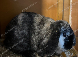 Female English Lop 18 Months Old