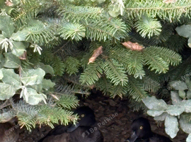 3 pairs tufted ducks