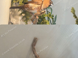 Benglease finch x2 &pound;30 pair