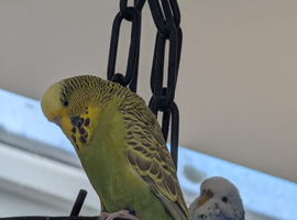 2 budgies and cage