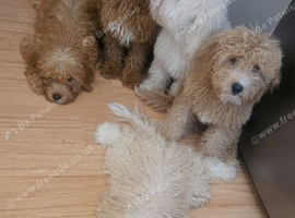 Toy Goldendoodles ~ READY TO LEAVE (UPDATED INFORMATION)