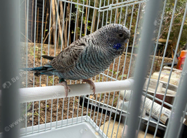 Bfbw violet combo budgie male available