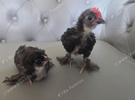 Black mottled Barbu D'uccle x 3 pairs available