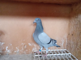 Racing pigeons