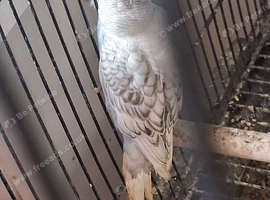 Baby budgies