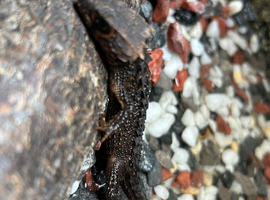 Red-Eyed Crocodile Skinks