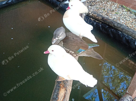 Breeding pair mandarin wood ducks for sale