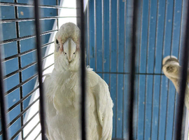 Australia cockatoo Glasgow